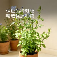 史丹利 蓝雪花盆栽 1加仑