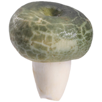 京鲜生 云南野生青头菌 1000g 新鲜食用菌
