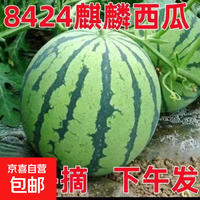 麒麟瓜 国产 8424美都西瓜 8-10斤