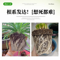 欧芽 金边吊兰 大苗+原土盆 盆栽