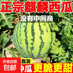 正宗麒麟冰糖西瓜超甜美都现摘产地直发薄皮应季新鲜水果 5-6斤带箱