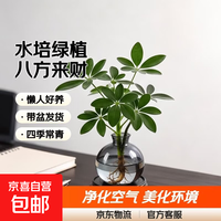 京东 水培多类盆栽植物 整体高度15-20cm 八方来财植物+塑制琥珀灯泡瓶+招财运挂签