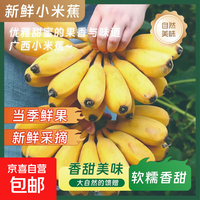 京喜加 正宗广西小米蕉网红小香蕉芭蕉苹果蕉西贡蕉整箱包邮现摘现发 带箱4斤 酸甜软糯