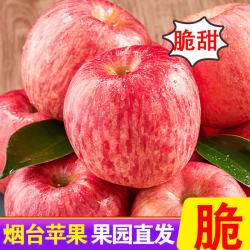 甜醉了 烟台栖霞红富士苹果 净重4.5斤75-80mm