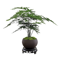 八芽 文竹苔藓白发藓绿植 禅意盆文竹-含密胺托 带盆栽好