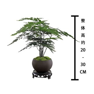 八芽 文竹苔藓白发藓绿植 禅意盆文竹-含密胺托 带盆栽好