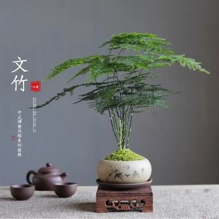 八芽 文竹苔藓白发藓绿植 禅意盆文竹-含密胺托 带盆栽好