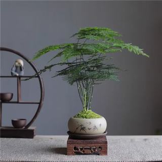 八芽 文竹苔藓白发藓绿植 禅意盆文竹-含密胺托 带盆栽好