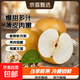 正宗新鲜秋月梨  5斤箱装