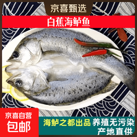 深海七星 国产开背海鲈鱼 500g-600g 3条
