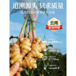 华银春 纯生姜粉云南食用小姜黄粉干姜粉旗舰商用家用煲汤炒菜研磨厨房