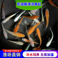 观背青鳉观赏鱼鱼缸除油膜工具吃油膜古法缸清洁用具冷水适合新手