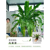 海蒂的花园 旗舰店霸王蕨鸟巢蕨办公室绿植书桌客厅阳台四季室内盆栽好养植物 鸟巢蕨9cm盆