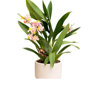 海蒂的花园 文心兰盆栽 鲑鱼粉 含盆高20cm+