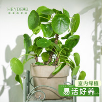 海蒂的花园 旗舰店室内盆栽植物球兰办公室客厅桌面观叶植物】镜面草10cm盆（不含陶盆） 含盆