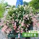 海蒂的花园 花叶络石藤 14cm盆栽