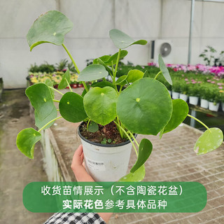 海蒂的花园 镜面草 10cm盆 含盆 观叶植物