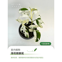 海蒂的花园 旗舰店秋海棠绿植室内盆栽桌面阳台绿植花卉办公室植物苗好养易活 植雅薄荷麒麟尾12