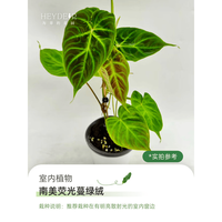 海蒂的花园 旗舰店秋海棠绿植室内盆栽桌面阳台绿植花卉办公室植物苗好养易活 植雅南美荧光蔓绿绒12