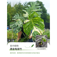 海蒂的花园 旗舰店龟背竹客厅大盆栽办公室绿植室内盆栽龟背竹老桩源头直发 洒金龟背竹13cm盆 含盆