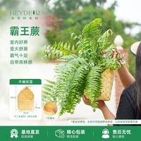 海蒂的花园 霸王蕨 蔓绿绒花卉植物 16cm盆+壁挂花篮