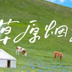 沙湾大盘鸡2-3人餐