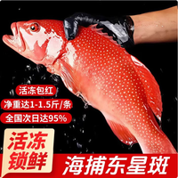 添渔港 海捕东星斑 三去处理 500-600g 整条装