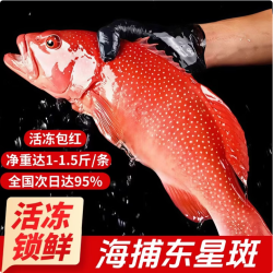 添渔港 海捕东星斑 三去处理 500-600g 整条装