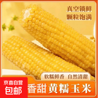 京喜自营-专用品牌 新鲜黄糯玉米真空包装速食玉米软糯香甜代餐140g-180g 10根装