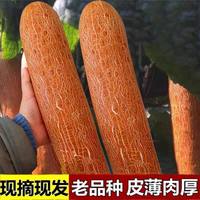移动端：回香创叶 东北老黄瓜新鲜麻皮老黄瓜种5斤煲汤蔬菜当季特产农家自种