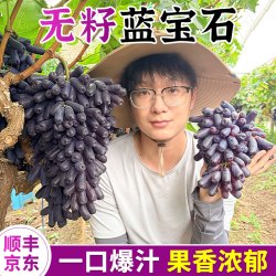 甘福园 云南蓝宝石葡萄 1斤装 散粒小果