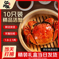 江问鱼 鲜活大闸蟹螃蟹全母足斤足两生鲜2.0-2.3两 10只装 源头直发 全母蟹2.0-2.3两 10只装