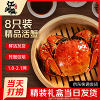 江问鱼 鲜活大母闸蟹足斤足两生鲜2.0-2.3两 8只装 源头直发