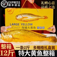 移动端：鱼小裕 山东省 特大号黄花鱼 4条礼盒装 每条约1斤 冷冻