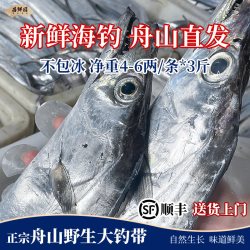 昌鲜园 舟山海钓带鱼 3-5两/条 3斤