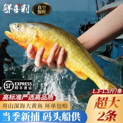 鲜喜利 舟山大黄鱼礼盒装深海小黄花鱼鲜活冷冻生鲜海鲜海鱼新鲜水产商用