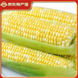 滇味十足 水果玉米 云南金银双色鲜玉米 甜玉米玉米棒水果蔬菜金银玉米 净重2斤