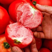 京喜 山西现摘沙瓤西红柿番茄可生吃新鲜水果蔬菜普罗旺斯减脂源头直发 严选果 5斤