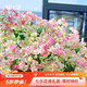 虹越 三角梅盆栽苗花苗 盆景爬藤造景观赏彩色花卉植物 绿叶樱花 170#（带盆栽好）