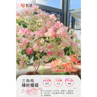 虹越 三角梅盆栽苗 绿叶樱花 170#带盆