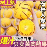 粤迎 云南人参果圆果奶香高山正宗石林清甜薄皮爆汁整箱生鲜现摘新鲜 9斤优选果净8.5斤