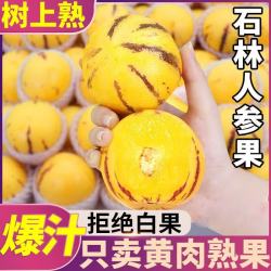 粤迎 云南人参果圆果奶香高山正宗石林清甜薄皮爆汁整箱生鲜现摘新鲜  9斤优选果净8.5斤