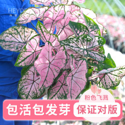 海蒂的花园 彩叶芋种球球根观叶植物盆栽室内办公桌面植物进口彩叶芋球根粉色飞溅2-3