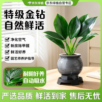 京东绿植 金钻盆栽