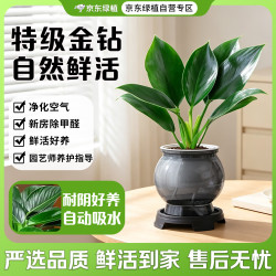 京东绿植 金钻盆栽