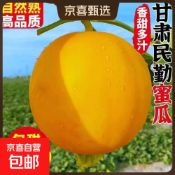 正宗 甘肃民勤蜜瓜 9–10斤