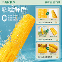 天勤粒粒净 有机非转基因铝箔黄甜糯玉米早餐粗粮饱腹苞米230g