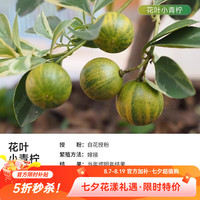 虹越 花叶小青柠（奶茶）1加仑