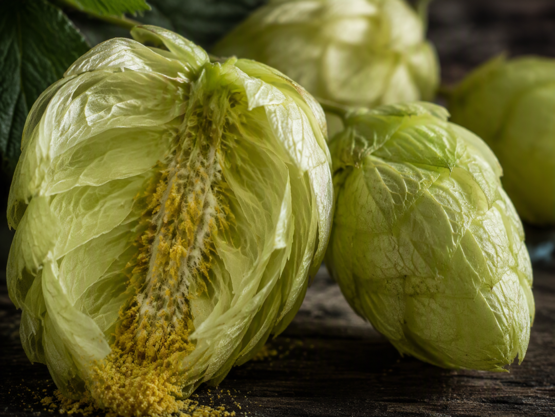 西楚 Citra 酒花球果微距