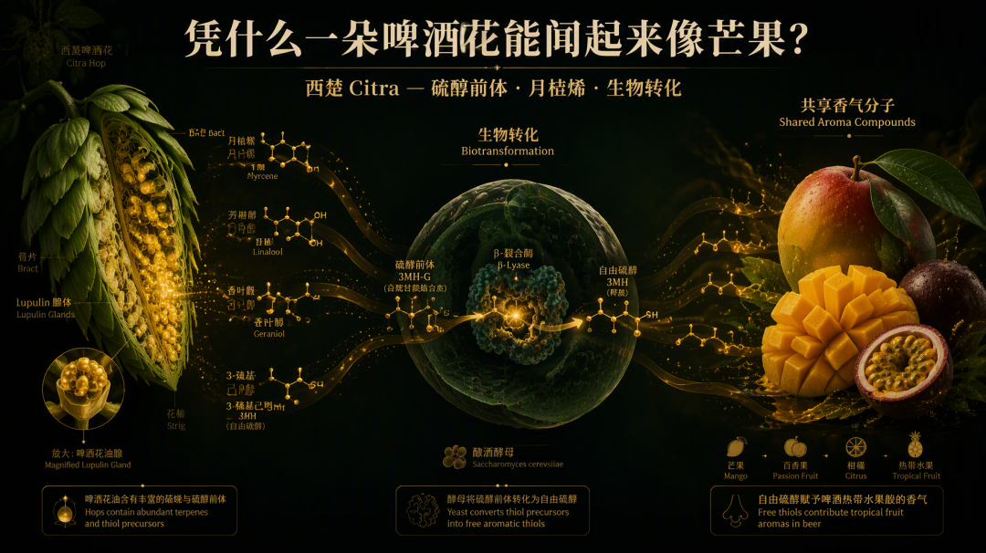 西楚 硬核原理分子海报